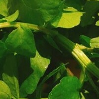 肉屋 雪月花 NAGOYA - 