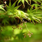 ゼンカフェ - 2013年4月建仁寺の庭☆