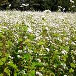 そば座敷 平吉 - 平吉さん宅の裏には満開のそば畑♪