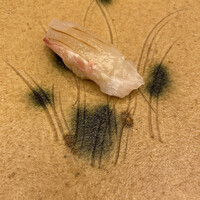 日本料理 山里 - 