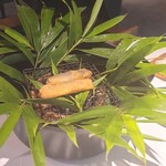 レフェルヴェソンス - 