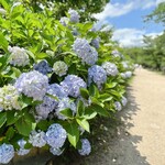 三ツ豆珈琲 - 夙川公園の紫陽花たち❁.*･ﾟ