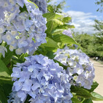 三ツ豆珈琲 - 夙川の桜の後にはこんなに綺麗な紫陽花に
      出会えるんですよ❁*。