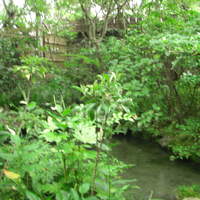 瓢亭 本店 - 茶室の前の庭