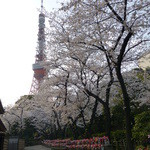日本料理 晴山 - 2013年3月増上寺の地蔵と東京タワーと桜