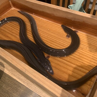 にょろ助 銀座 - 