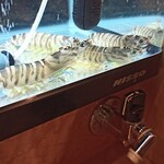 山櫻 - エビさん