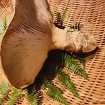 温石 - 【写真⑮】オオモミタケ