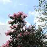 ラーメン二郎 - 近くで咲く百日紅の花