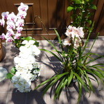 アシッドラシーヌ - 