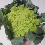 松原農園 - ろまねすこ