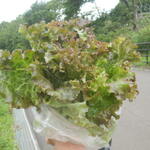 松原農園 - れたすん