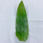 和菓子処 大角玉屋 - 栗丹波　本物の栗の葉です