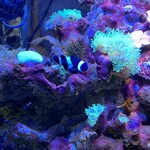 ロッキーガーデン - 黒いニモちゃん❤︎