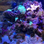 ロッキーガーデン - 内観 妖しげな光を放つ水槽に…