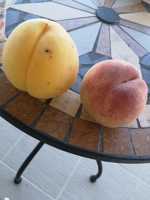 まるげん果樹園 - 平野（ソフトクリーム）の写真