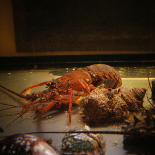 創作鉄板焼き 風紋_1