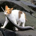 浜茂 - あ～らョツ＾＾猫もうなぎを・・土用の猫の日なのヾ(＠＾▽＾＠)是は上ものですね。(^^♪鮮魚専門家の榎本博明先生の見立てでは稀な鰻らしいとの事。ヾ(＠＾▽＾＠) ♡　　　　　そーす写楽様
      
      