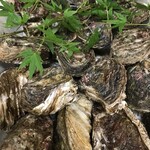 Kappou Izakaya Asadore Ichiban Tetsu - 新鮮な岩牡蠣