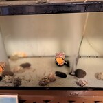 福松荘 - 水槽～アワビとサザエがいました