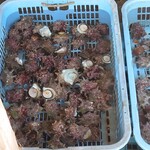 テラスレストラン エナ - 