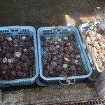 テラスレストラン エナ - 