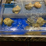 ランブルフィッシュ - 