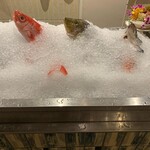 ランブルフィッシュ - 