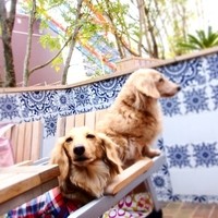 Terrace Dining TANGO - 