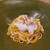 トラットリア フラテッリ ガッルーラ - ⚫パスタ「スパゲッティ　新イカと銀杏のアーリオオーリオ　エ　ペペロンチーノ　からすみ添え」