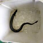 うなぎのいとう - これから捌かれるうなぎくん。直前まで水槽で泳いでいましたが、クーラーボックス急冷され落ち着かされる。でかい♡　ちなみに素手で持ってみたけどヌルヌルで持てませんでした（汗）