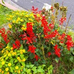 Wunderbarhof ANDO - 駅前の花壇には色トリドリの花が綺麗に咲き誇っています。