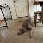 Patisserie Kuronekoken