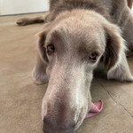 Patisserie Kuronekoken