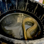 日本料理 梅林 - 