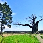 千本松牧場ソフトクリームショップ - ”八重の桜”ロケ現場