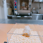 サンプリシテ - 