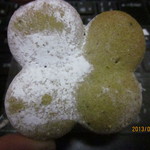 ベニット - クローバークッキー