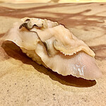 すし みむろ - 煮蛤