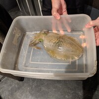 鯖とか烏賊とか真とか - 