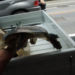 うなぎのいとう - 2010.07.31これはスッポンなのだ！