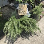 雲水 - いただいたローズマリー