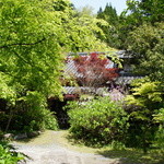 山ごぼう - 新緑がキレイ！ヤマゴボウが一番美しい季節に。