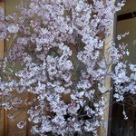 櫻花壇 - 
