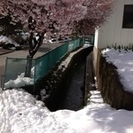 アトリエ・ド・フロマージュ - 桜と雪
