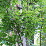 Kura Kafe Nakaya - 中庭（なかには）の樹木（こだち）