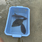 海湖館きらく市食堂 - 