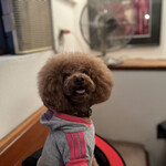 ＭＯＭＩＮＯＫＩ ＨＯＵＳＥ - 店内犬OK