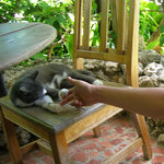 ユキさんち - 客席で寝ているネコ