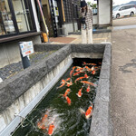 Matsue horikawa jibiru kankai biru kambia resutoran - 鯉たち